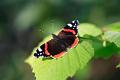 vanessa atalanta